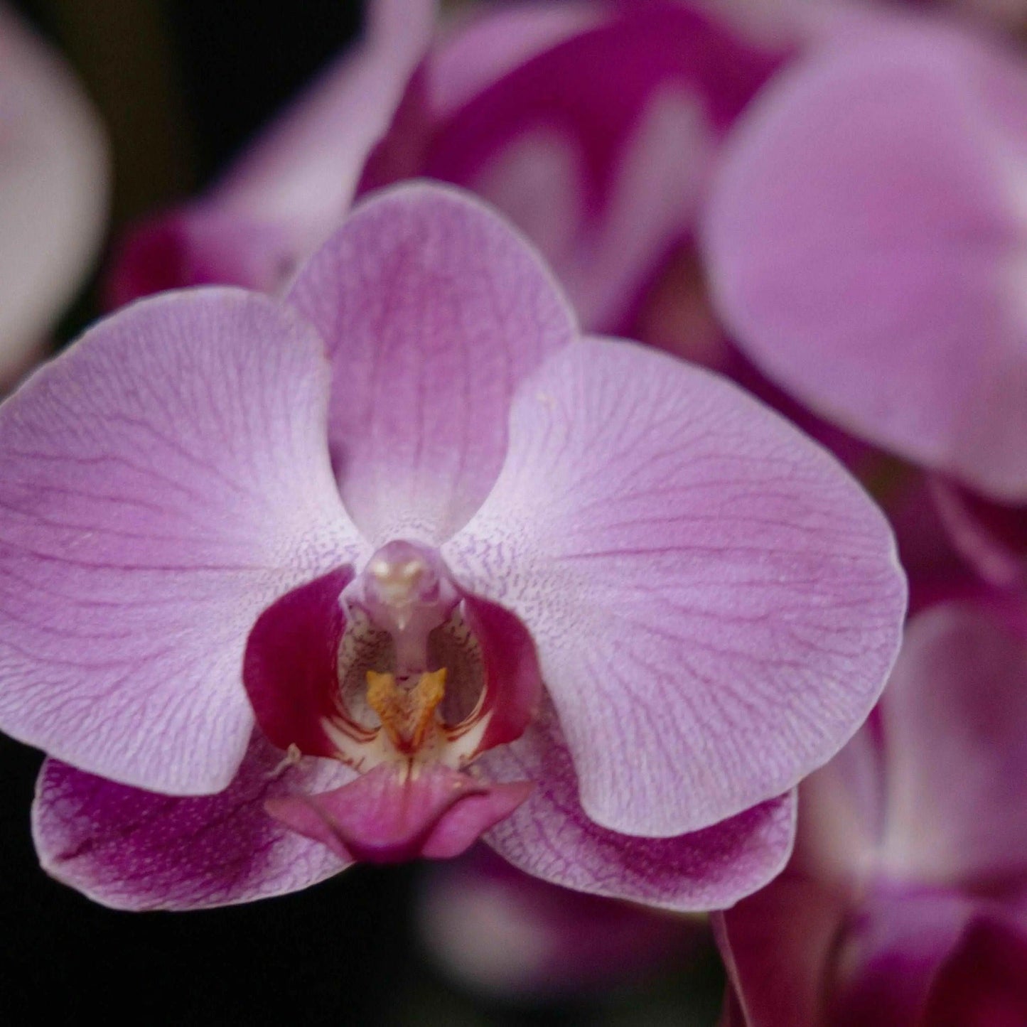 Orchids piropo flowers