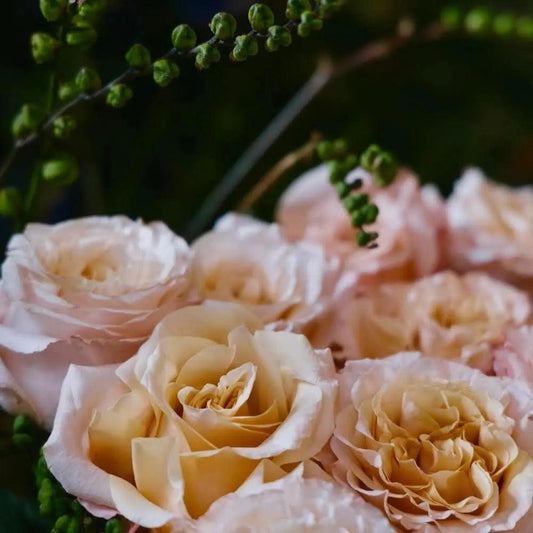 Tea rose fragrant yellow pink piropo flowers