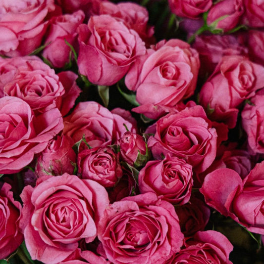 roses piropo flowers