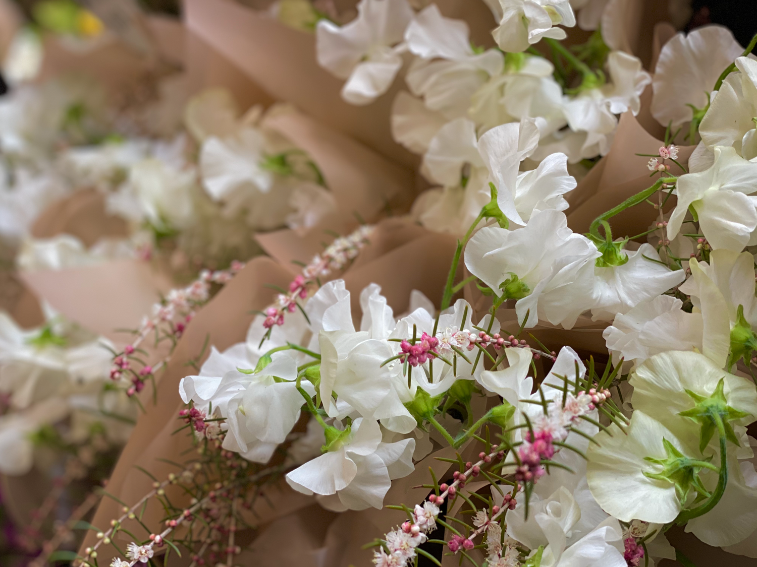 bouquets of sweet peas
