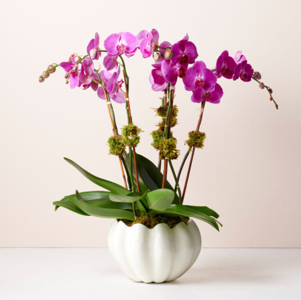 AERIN White Scallop Vase piropo flowers