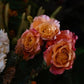 Tea Rose Orange piropo flowers