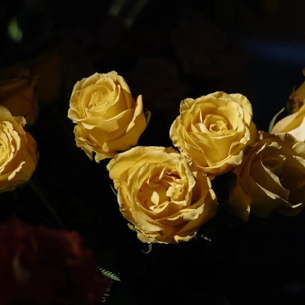 Tea Rose Yellow piropo flowers