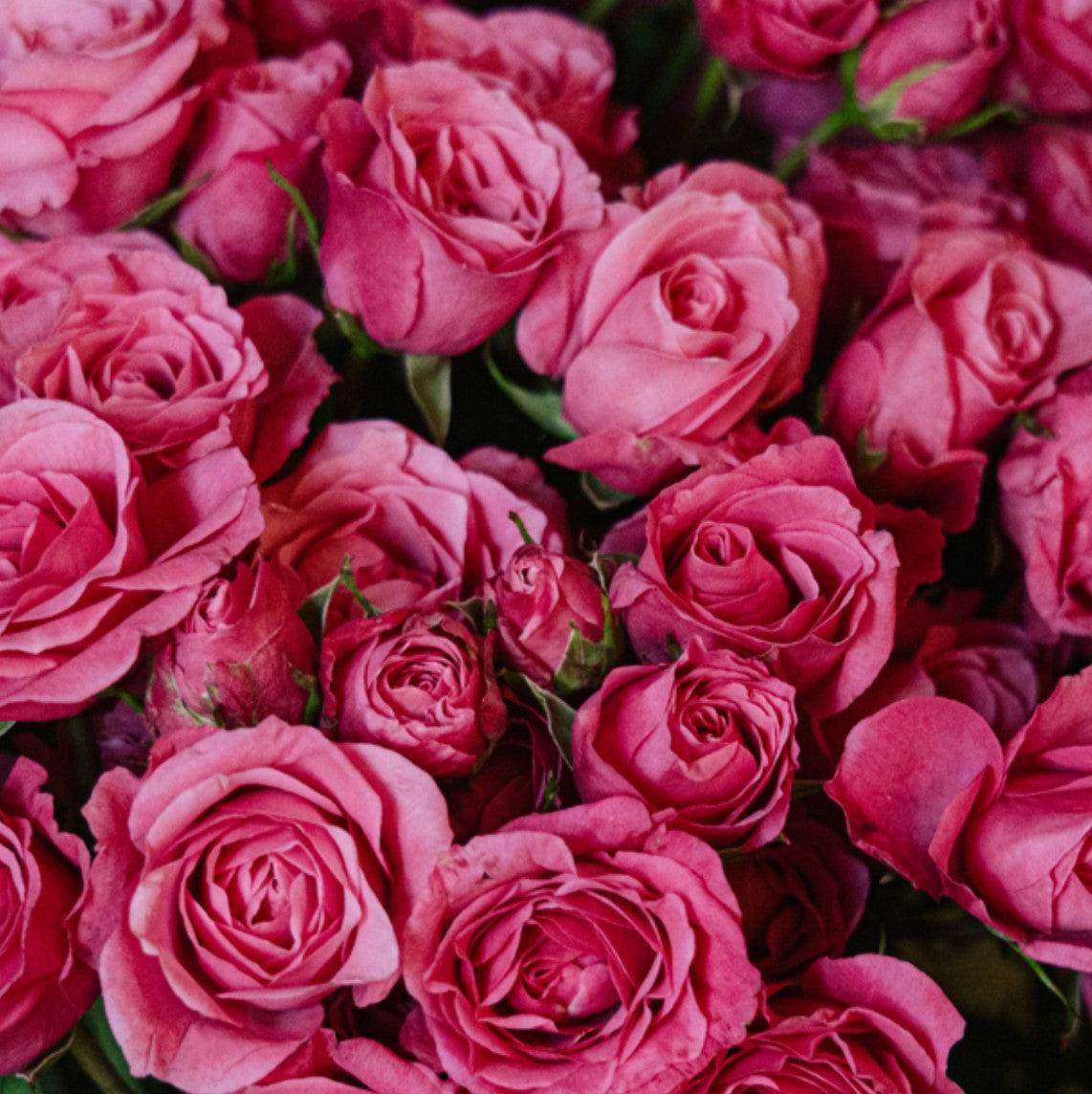 roses – piropo flowers